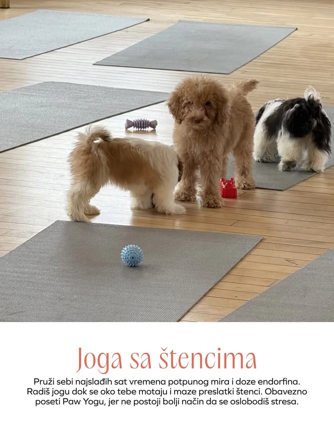 mesta u beogradu koja treba obici paw yoga štenci na joga podlozi za vežbanje